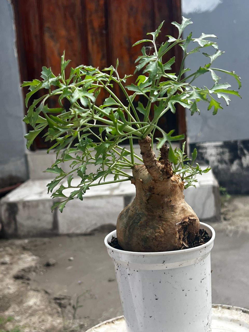 Adenia Ellenbeckii