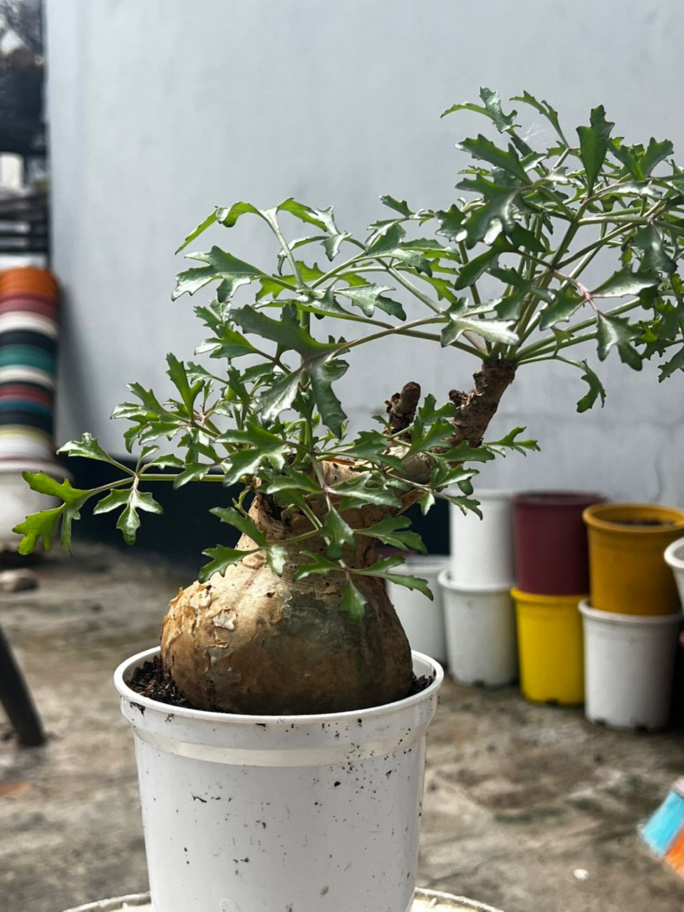 Adenia Globosa